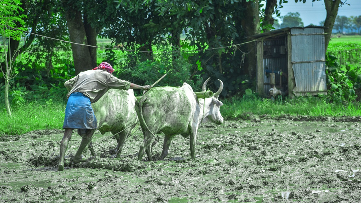 adivasi farmer